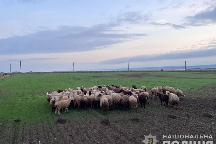 Викрадення більше сотні овець: двом жителям Болградського району оголошено підозру