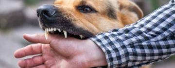 В Одеській області на 30% побільшало випадків укусів людей тваринами