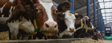 Аграрії Одещини можуть отримати бюджетні дотації для утримання корів, кіз та овець