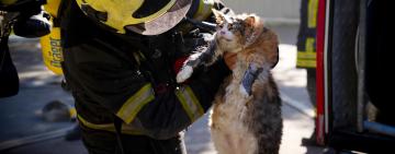 В Одесі вогнеборці врятували кота під час пожежі