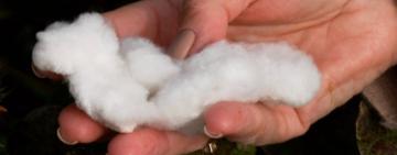 На Одещині збирають перший урожай бавовни