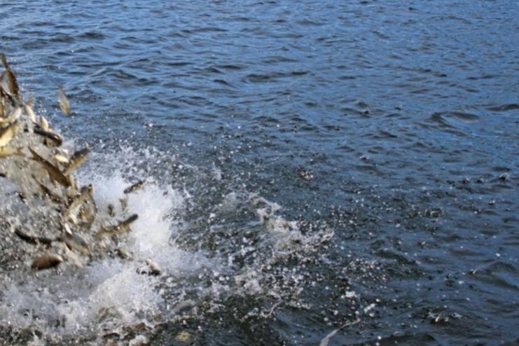 На Одещині зарибили озера Ялпуг та Кугурлуй, — Одеський рибоохоронний патруль