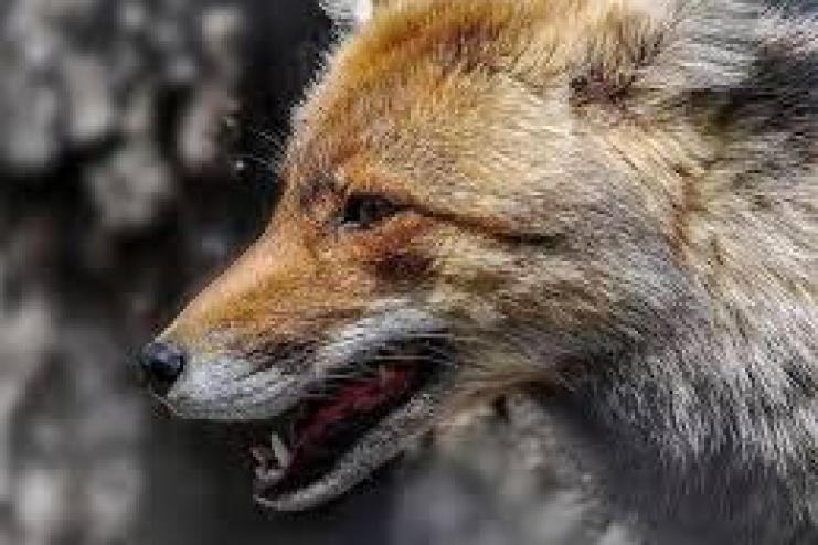 В Болградському районі визначено території для проведення регулювання чисельності мисливських тварин