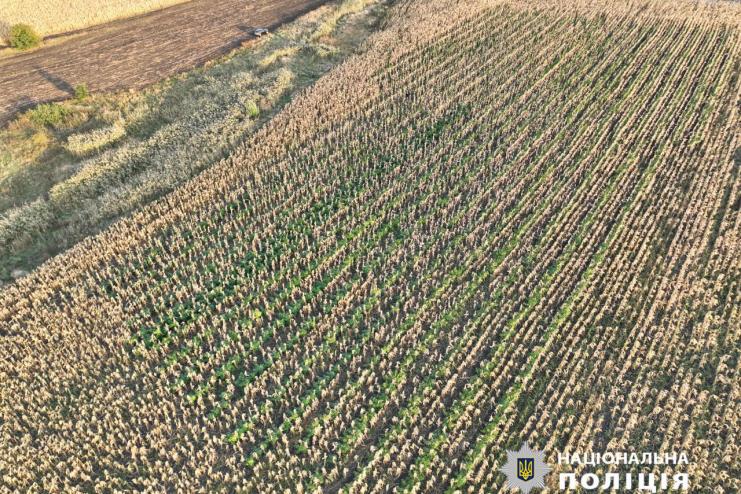 На чужому полі з кукурудзою: 60-річному жителю Рені загрожує до семи років за вирощування понад 2,5 тисячі кущів конопель