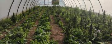 Засіяв теплиці коноплями: поліцейські викрили жителя Ізмаїльського району у наркозлочинах