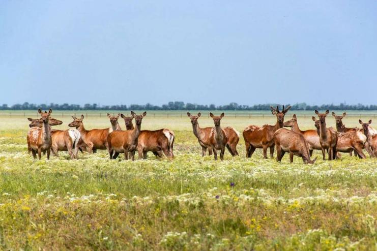 Призначеному росіянами директору заповідника "Асканія-Нова" оголосили підозру у вчиненні воєнного злочину
