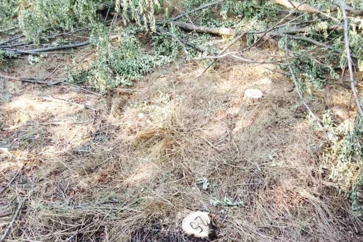В Болградському районі викрито «чорного лісоруба»