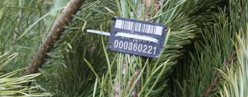 Як обрати ялинку з турботою про природу