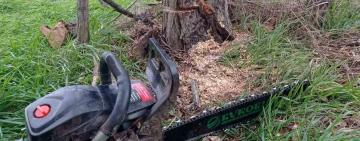 В Ізмаїльському районі виявлено факт пошкодження дерева: порушник сплатив понад 4 тисячі гривень збитків