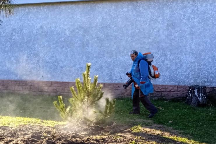 В місті на Одещині хвойні обробляють репелентами від незаконної вирубки