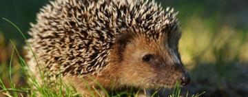 Несподівана зустріч: на Одещині зафіксували активність тварини, яка повинна перебувати у зимовій сплячці