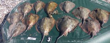 Браконьєра з Татарбунар засудили та зобов'язали відшкодувати пів мільйона гривень шкоди