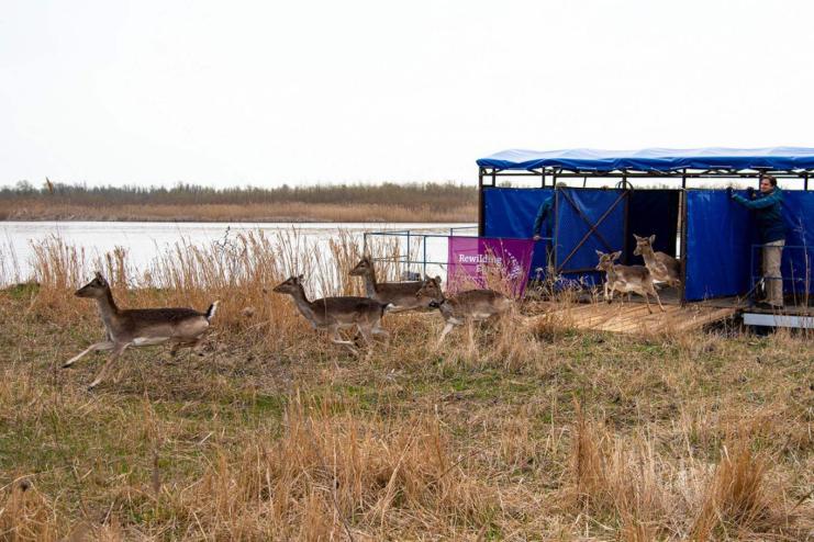У Вилкове вирішили проблему з оленями на городах місцевих жителів
