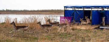 У Вилкове вирішили проблему з оленями на городах місцевих жителів