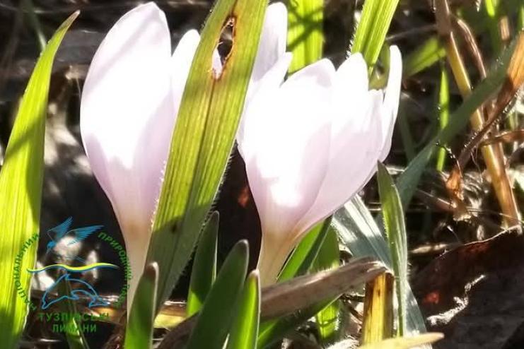 Весняні вісники у січні: у Бессарабії розцвів рідкісний пізньоцвіт