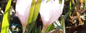 Весняні вісники у січні: у Бессарабії розцвів рідкісний пізньоцвіт