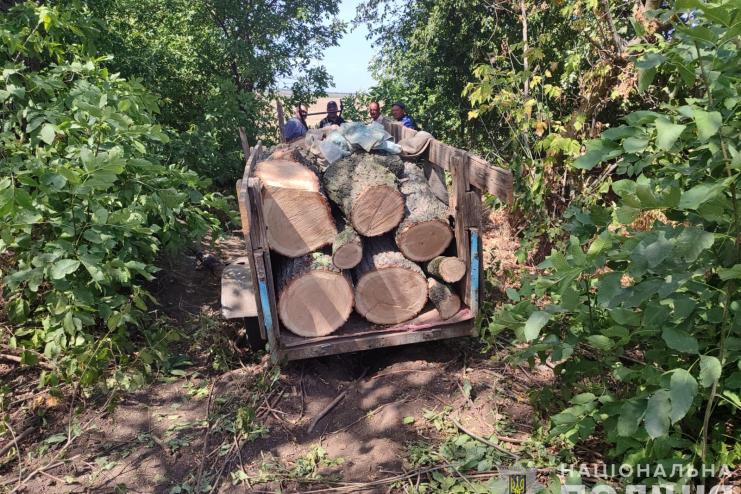 На Одещини викрито двох чоловіків у незаконній порубці дерев