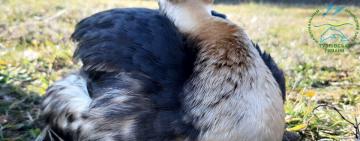 На Одещину прилетіли птахи вкриті мазутом внаслідок — Нацпарк 