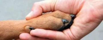 В Арцизі закликають до пильності: мешканці обурені жорстоким поводженням із безпритульним котом