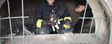 Порятунок песика: героїчний вчинок ізмаїльських рятувальників