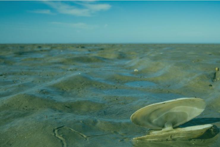 Екологічна катастрофа в Чорному морі: як мазут з російських танкерів  впливає на Одещину