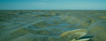 Екологічна катастрофа в Чорному морі: як мазут з російських танкерів  впливає на Одещину