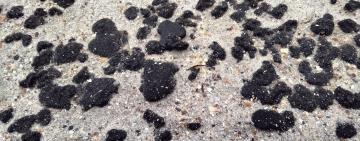 Російський мазут досяг берегів Бессарабії: катастрофа вже на пересипі Катранки