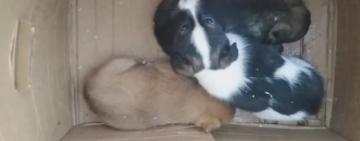 Як в Арцизі  відповідальність власників тварин може змінити ситуацію із безпритульними тваринами