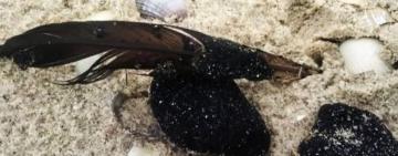 Риба у Чорному морі може стати токсичною через забруднення мазутом, – еколог