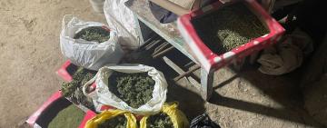 Викрили трьох мешканців Болградського району у незаконних оборудках із наркотиками та психотропами