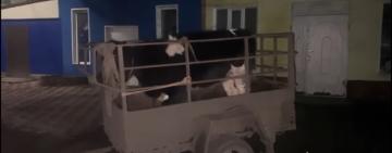 На Одещині чоловік викрав у знайомого дві корови