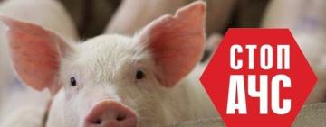 На території Одеської області зафіксували спалах африканської чуми свиней