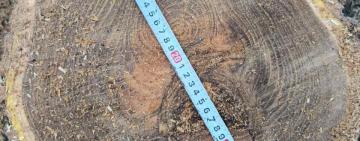 Незаконна вирубка в Арцизькій громаді: збитки державі – понад 32 тисячі гривень