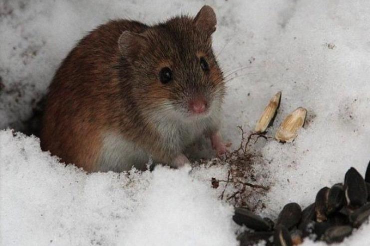 Тепла зима спричинила нашестя гризунів в Одеській області: аграріям загрожують втрати врожаю