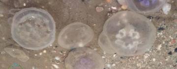 Відгукнулись перші біоіндикатори: медузи сигналізують про забруднення Чорного моря мазутом