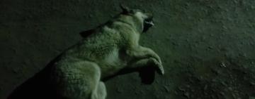 В Арцизі знову труять безпритульних тварин: жорстокість, яка залишається безкарною?