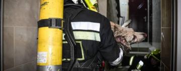 Кожне життя важливе: рятувальники винесли з пожежі двох собак