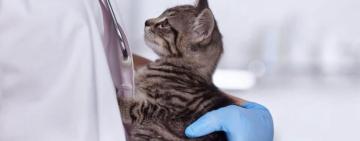 У Сараті будуть безкоштовно стерилізувати тварин