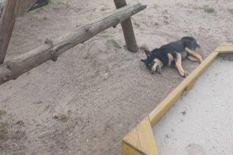 Жорстокість безкарна: в Арцизі знову отруюють собак, влада безсила, а люди не вірять у справедливість