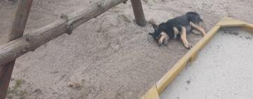 Жорстокість безкарна: в Арцизі знову отруюють собак, влада безсила, а люди не вірять у справедливість