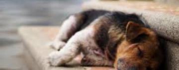 В Арцизі зоозахисники обіцяють винагороду за докази за фактом отруєння тварин