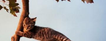 В Одесі та області оголосили штормове попередження: очікується сильний вітер