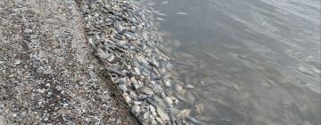 Масовий замор риби у Дністровському лимані: фахівці з'ясовують причини