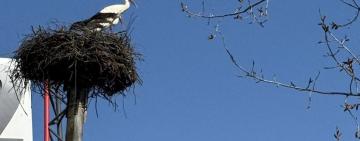 Лелеки повернулися до Арциза: символ весни, добра і нових починань
