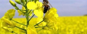 Захист бджіл під час весняних польових робіт: на Одещині вживають заходів