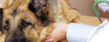 В Ізмаїлі зафіксовано спалах чуми