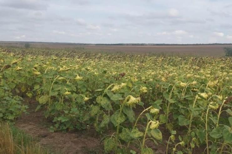 В Тарутинській громаді підприємець  самовільно зайняв майже 18 гектарів земельної ділянки сільськогосподарського призначення 
