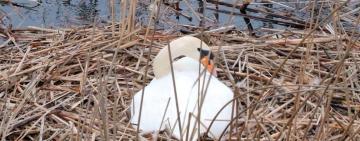 З 1 квітня на Одещині починається “сезон тиші”: правила поведінки на природі