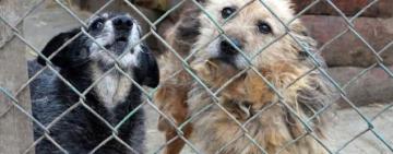 Центр перетримки як шанс: новий підхід до проблеми безпритульних собак в Арцизі