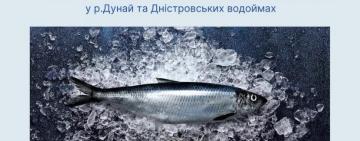 Тимчасова заборона промислового вилову оселедця на річках Дунай і Дністер